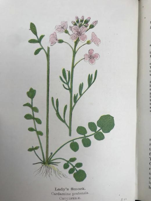 约20世纪早期 路边与林地野花指南（2卷） 257幅彩色与大量黑白插图 精装64开 商品图11