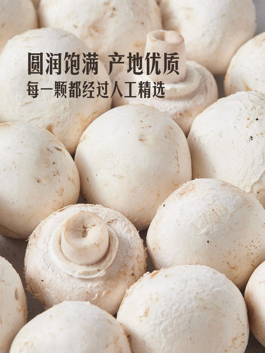 MM 山姆 白蘑菇 700g（350g*2） 商品图4
