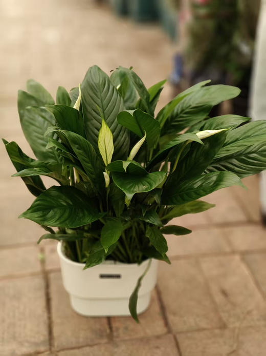 现货双拼水培美酒白掌 商品图1