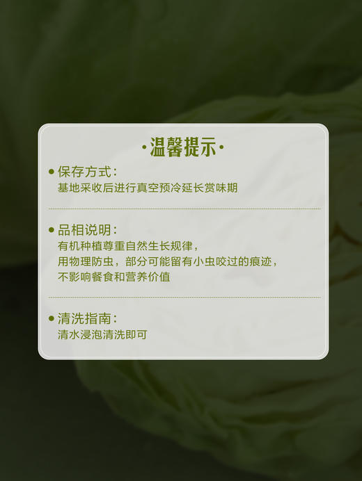 MM 山姆 有机水果甘蓝（大颗）750g 商品图6