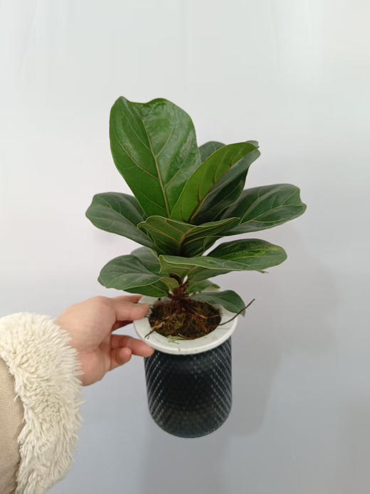 现货轻奢水培琴叶榕 商品图2