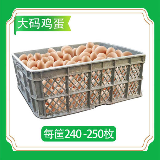 【会员专享】鲜鸡蛋(大码蛋) 净重30斤/筐 每筐240-250枚(报价包含筐押金10元) 商品图0