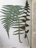 1908年 路旁与林地蕨类植物图鉴 143幅插图 精装64开 商品缩略图9