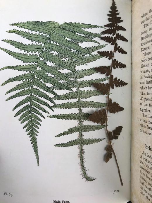 1908年 路旁与林地蕨类植物图鉴 143幅插图 精装64开 商品图9