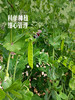 MM 山姆 荷兰豆 600g 商品缩略图4