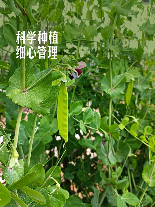 MM 山姆 荷兰豆 600g 商品图4