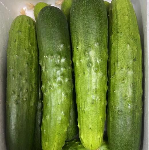 【鸿翠园招牌菜】鸿翠园 有机地黄瓜 商品图11