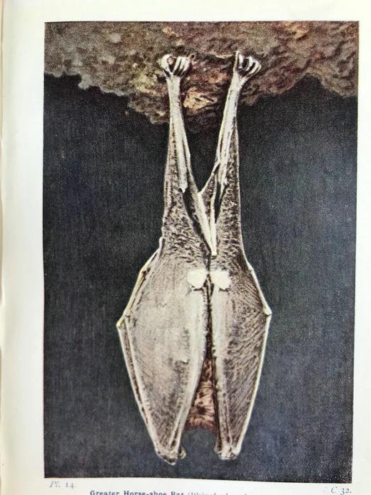 1921年 不列颠群岛动物生命图鉴 111余幅插图（48幅彩色） 精装64开 商品图8