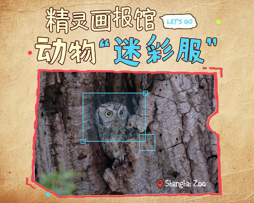 招募 | 精灵画报馆-动物“迷彩服” 商品图0