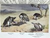 1952年 东非与东北非鸟类图鉴（全2卷） 数百幅插图 漆布精装大32开 商品缩略图12