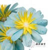 永生花 | 小葵花浅蓝色 商品缩略图0