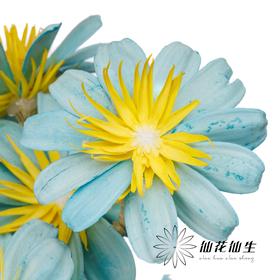 永生花 | 小葵花浅蓝色