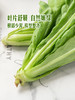 MM 山姆 大叶茼蒿 400g 商品缩略图5