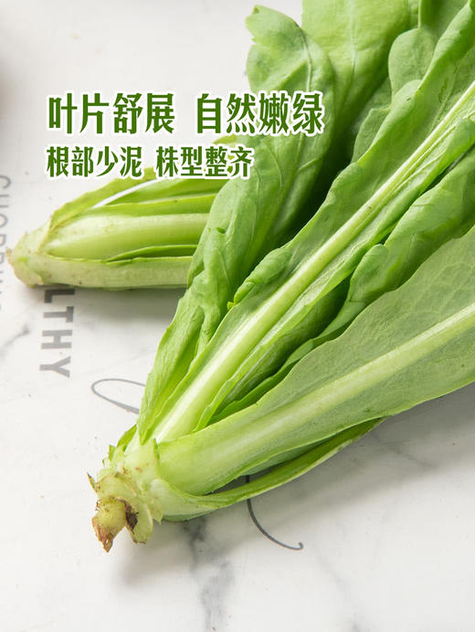 MM 山姆 大叶茼蒿 400g 商品图5