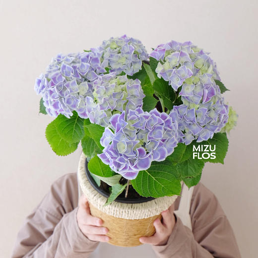 花治植物精选--无尽夏绣球（北京闪送） 商品图3