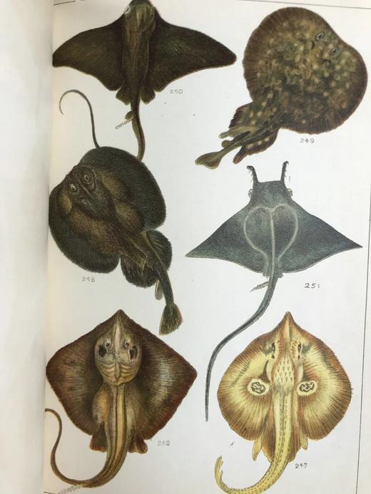 约20世纪早期 英国鱼类图鉴 33页彩色与大量黑白插图 漆布精装32开 商品图6