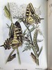 1906年 不列颠群岛蝴蝶图鉴 450幅彩色插图 精装64开 商品缩略图2