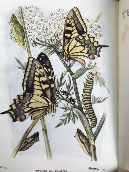 1906年 不列颠群岛蝴蝶图鉴 450幅彩色插图 精装64开 商品图2