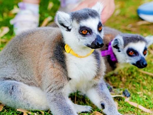 春假/清明/五一可用-门票+烧烤套餐148元起【黄龙溪欢乐田园】田园吃烧烤+100+游乐项目无限畅玩，30+萌宠0距离互动！大假全家畅玩，就在黄龙溪欢乐田园！ ❗️至少提前1天预订❗️ 商品图10