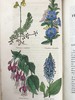 1834年  花艺宝库与园艺师杂志（全13卷） 数百幅手工上色插图 皮脊精装大32开 商品缩略图9