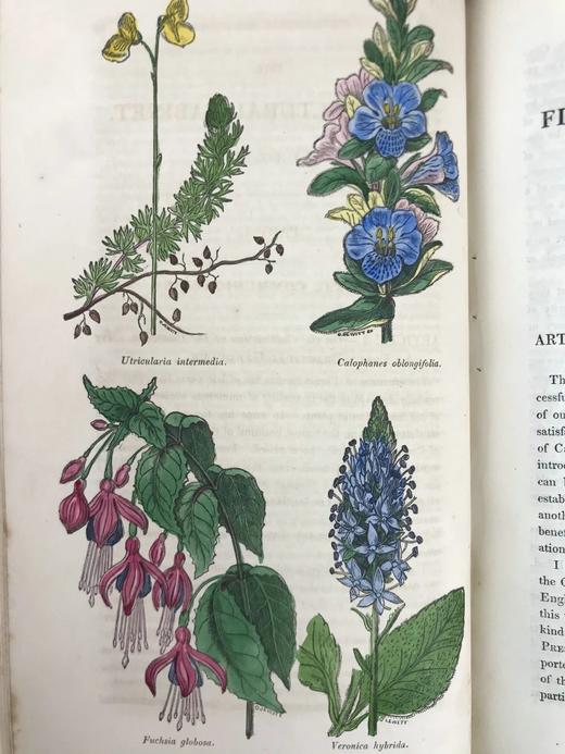 1834年  花艺宝库与园艺师杂志（全13卷） 数百幅手工上色插图 皮脊精装大32开 商品图9