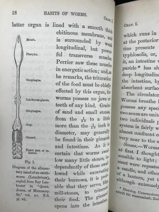 1888年 达尔文《腐植土的形成：蚯蚓的作用及其习性观察》 配插图 精装32开 商品图7
