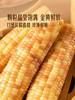 MM 山姆 小花糯玉米 1.58kg 商品缩略图2