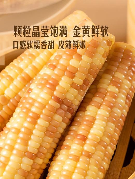 MM 山姆 小花糯玉米 1.58kg 商品图2