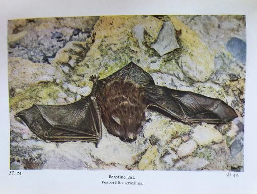 1946年 不列颠群岛动物生命图鉴 111余幅插图（48幅彩色） 精装36开 商品图10