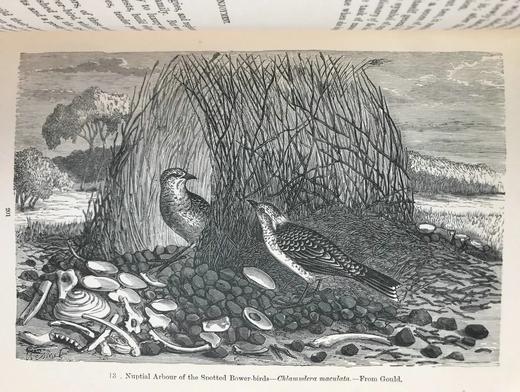 工坊特装本！1906年 宏观与微观宇宙 276幅版画插图 全真皮精装大32开 商品图7