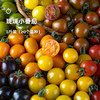 7天内发 企鹅市集|山东潍坊 斑斓小番茄盲盒 随机到手6个品种 优秀培育品种 滋味浓郁集中 商品缩略图7