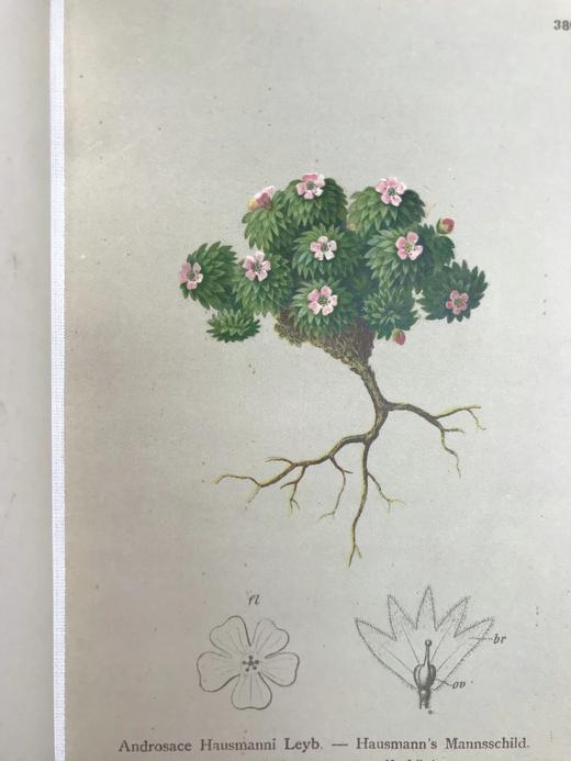 1881-1884年 阿尔卑斯山植物图鉴（5卷） 500幅彩色版画插图 精装32开 商品图14