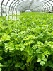 MM 山姆 黄心小香芹 350g 商品缩略图4
