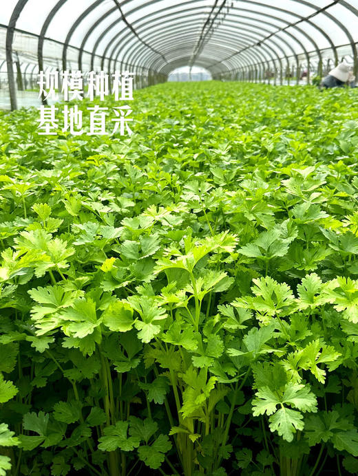 MM 山姆 黄心小香芹 350g 商品图4