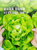 MM 山姆 球生菜 800g 商品缩略图4