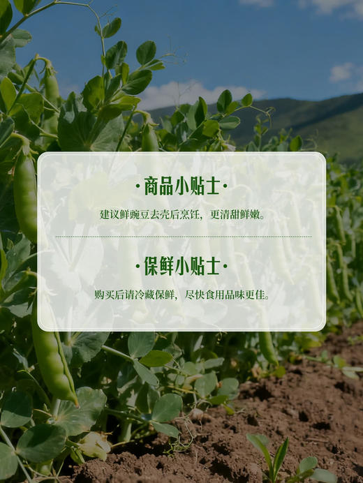 MM 山姆 鲜豌豆 750g 商品图6