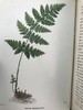 1908年 路旁与林地蕨类植物图鉴 143幅插图 精装64开 商品缩略图5