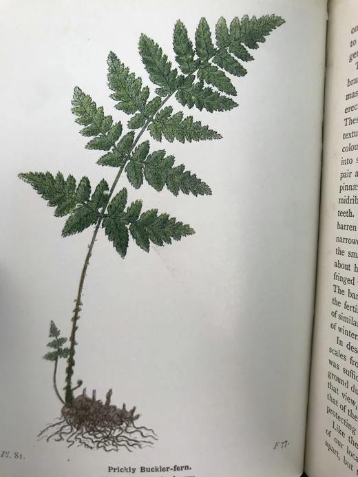 1908年 路旁与林地蕨类植物图鉴 143幅插图 精装64开 商品图5