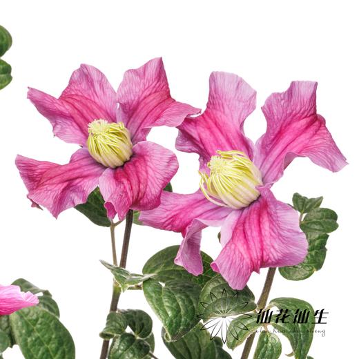 配花 | 铁线莲灵感 商品图3