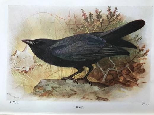 1919-1920年 不列颠群岛鸟类与鸟卵图鉴（2卷） 455幅彩色插图 漆布精装64开 商品图13