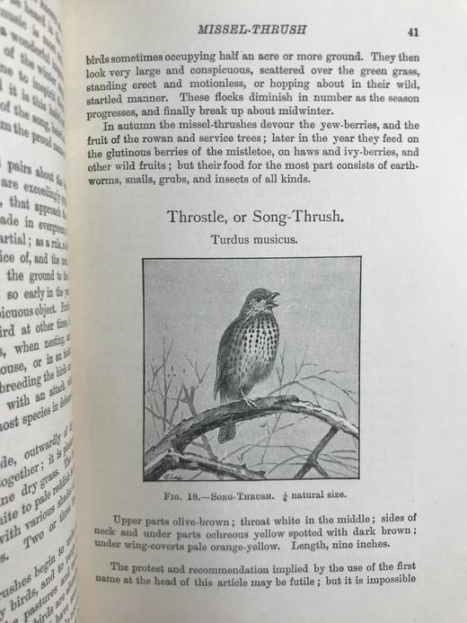 1911年 赫德森《英国鸟类》 8幅彩色百余幅黑白插图 全真皮精装32开 商品图13