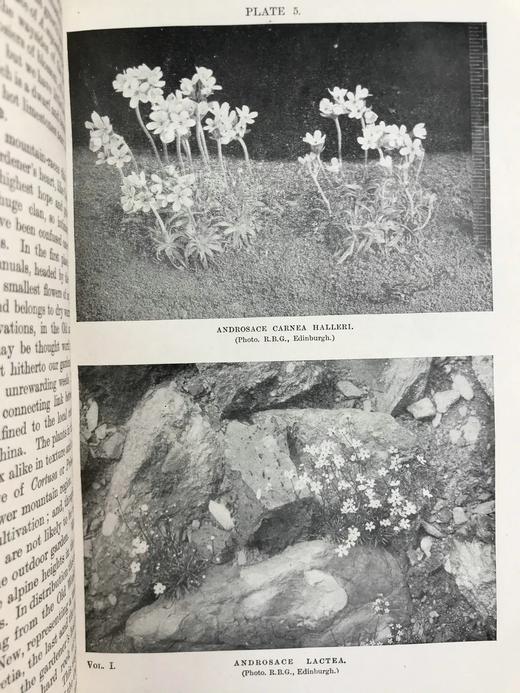 1919年 雷金纳德·法勒《英国岩石园》（全2卷） 105幅插图 真皮精装18开 商品图7