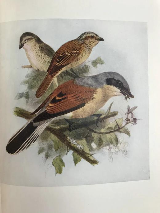 工坊特装本！1907年 英国鸟类图鉴 100幅彩色插图 真皮精装18开 商品图11
