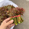 成都红油香椿芽 商品缩略图1