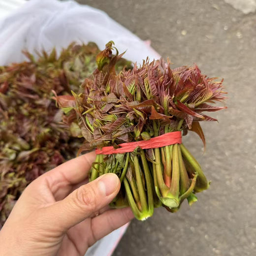 成都红油香椿芽 商品图1