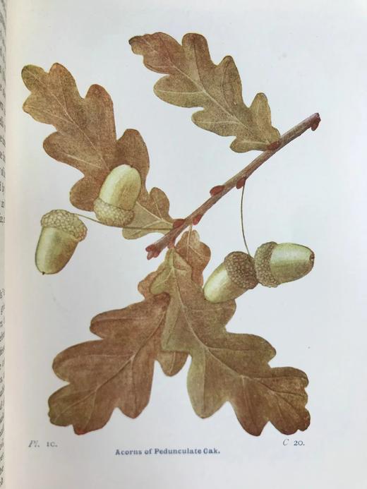 约1940年 路边与林地树木图鉴 200余幅插图（24幅彩色） 精装36开 商品图7