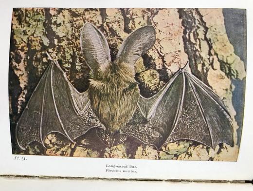 1946年 不列颠群岛动物生命图鉴 111余幅插图（48幅彩色） 精装36开 商品图8