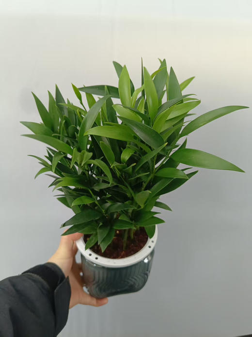 现货黑方杯水培竹柏 商品图2