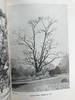 1948年 路边与林地树木图鉴 200余幅插图（24幅彩色） 精装36开 商品缩略图14