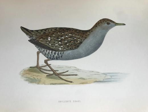 1870年 莫里斯《英国鸟类史》（全6卷） 358幅套色版画插图 漆布精装16开 商品图14